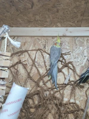 Nymphensittich 3 1Hänne 2 Hähne 