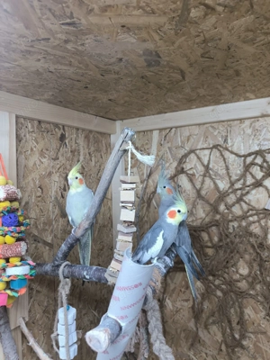 Nymphensittich 1Hänne 2 Hähne 