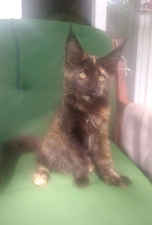 wunderschöne reinrassige black tortie Maine Coon Kätzin  mit Stammbaum
