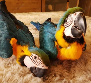 Zwei wunderschöne, intelligente