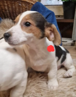 Süße knuddelige niedliche Jack Russell Terrier Welpen suchen neues liebevolles Zuhause  Bild 4