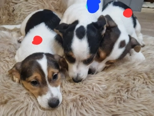 Süße knuddelige niedliche Jack Russell Terrier Welpen suchen neues liebevolles Zuhause  Bild 2