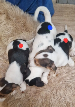 Süße knuddelige niedliche Jack Russell Terrier Welpen suchen neues liebevolles Zuhause 