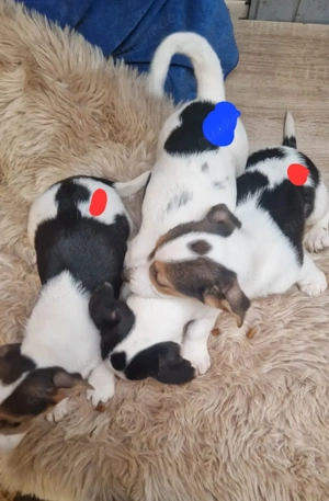 Süße knuddelige niedliche Jack Russell Terrier Welpen suchen neues liebevolles Zuhause  Bild 3