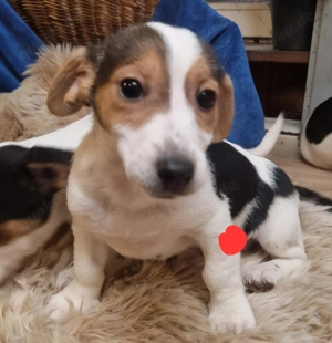 Süße knuddelige niedliche Jack Russell Terrier Welpen suchen neues liebevolles Zuhause  Bild 5