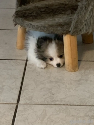 Pomeranian-Spitz Welpen