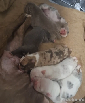 Wunderschöne reinrassige American Bully Welpen suchen bald ihr Zuhause 
