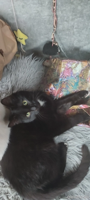   Kater Brüder !  6  Monate Heilige Birmamix !   Bild 3