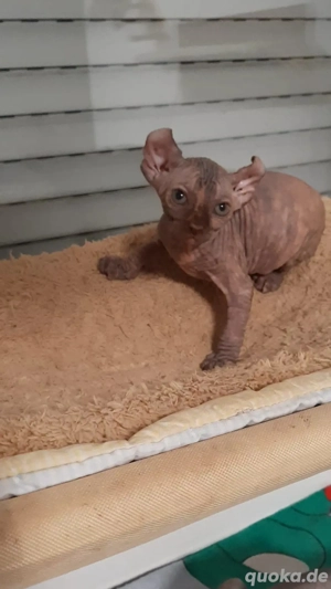Sphynx katzen baby Bild 6