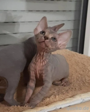 Sphynx katzen baby Bild 1