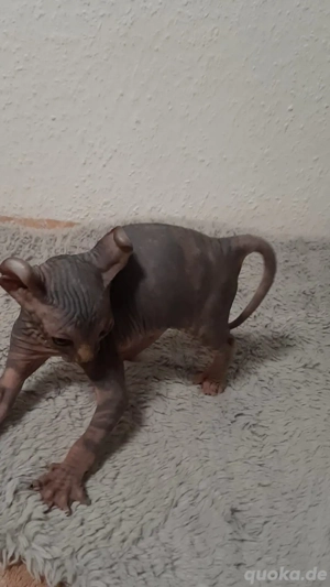 Sphynx katzen baby Bild 3