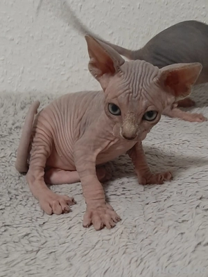 Sphynx katzen baby Bild 2
