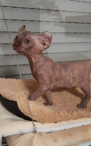 Sphynx katzen baby Bild 5