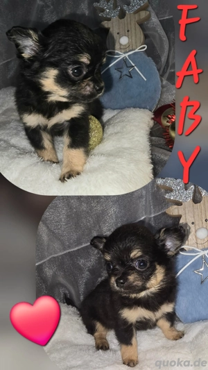 Süßer LH Chihuahua Welpe mit Ahnentafel 