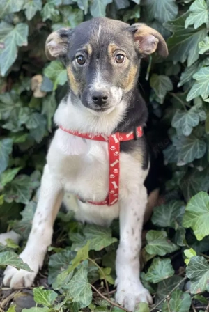 MELODY - Traumzuhause gesucht (wartet in Rumänien)