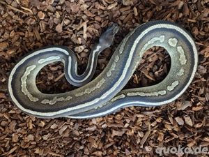 Königspython Copper Pewter Mojave 