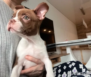 Boston Terrier Welpen abgabebereit