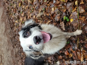 mini Aussie hündin 9 monate alt 