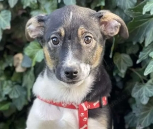 MELODY - Traumzuhause gesucht (wartet in Rumänien)