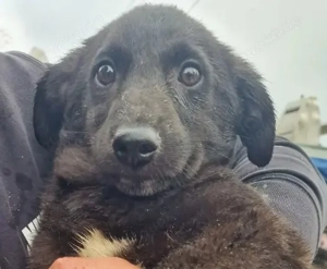 DOBY - schwarzer Schatz (wartet in Rumänien)