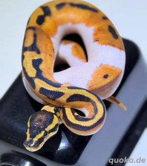 Königspython Orange Dream Piebald pos. Yellowbelly
