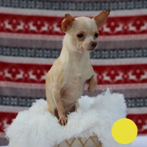 *TINY* - auf der Suche nach ihrem neuen Leben in einer eigenen, lieben Familie