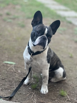 Deckrüde Reinrassige Französische Bulldogge 