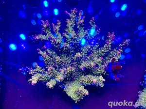 Acropora Stock Confetti Meerwasser Korallen Sps