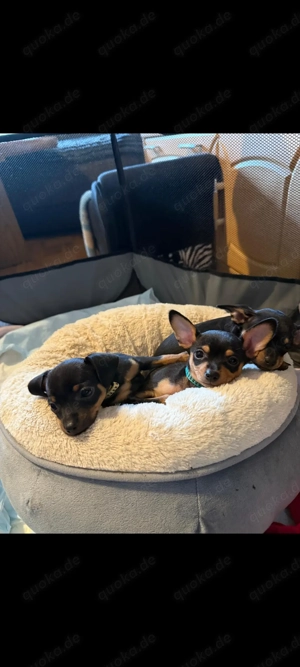 Hundewelpe weiblich Minipinscher