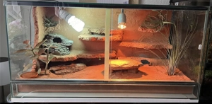 1.3 Paroedura picta Madagaskar Großkopfgeckos abzugeben inkl. Terrarium 80x40x40 mit Zubehör