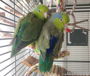 Sperlingspapageien jung