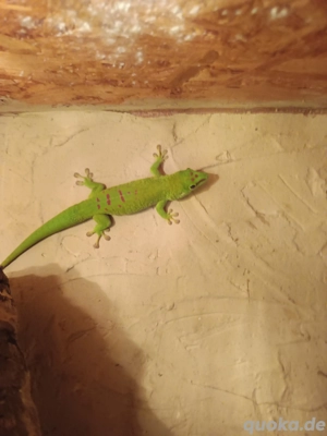 Grüner Taggecko