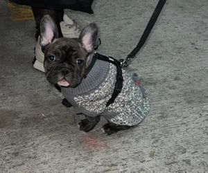 Französische Bulldogge Welpe 