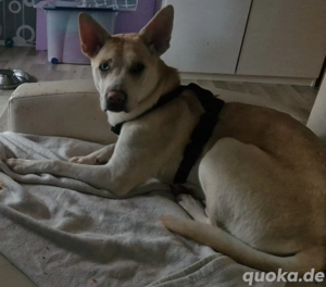 Angsthund sucht neues Zuhause!! Shar Pei Husky Mix Lilith