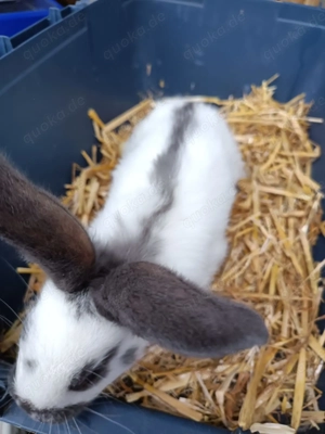 Deutsche Riesenschecken Weiß Blau