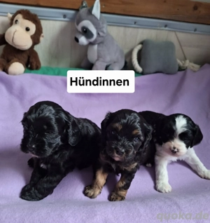Wunderschöne Cavapoo Welpen in verschiedenen Farben 