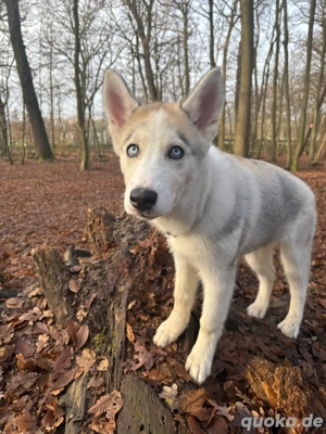 Husky welpe 