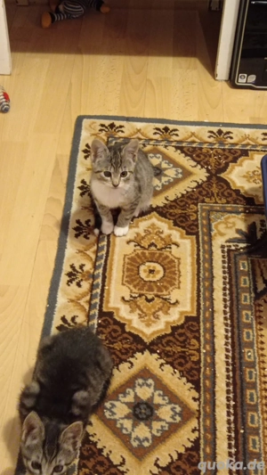 zwei Kitten anzugeben 