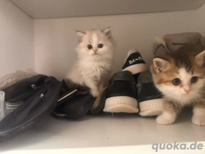 Flauschige BKH  Kitten Seal lynx & Tabby Farben