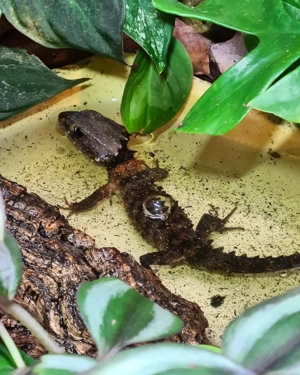 1,1 Tribolonotus novaeguineae