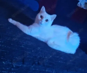 Türkisch Angora Dame