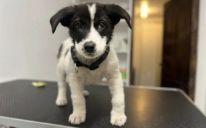 Kleine Kämpferin Mila sucht großes Herz