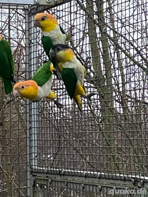 Grünzügelpapagei Henne von 25