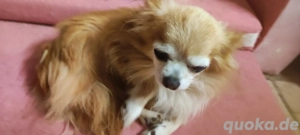 Verkaufe 1 kleinen Chihuahua 