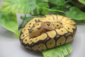 Königspython 1.0 Pastel Clown Nr.2 ENZ 2025 