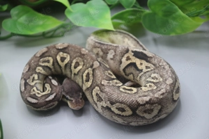 1.0 Sandblast Pewter 100% het. Piebald ENZ 2025 Bild 5