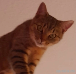 wunderschön Katze sucht noch ein Zuhause. 