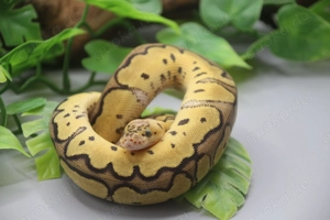 Königspython 1.0 Pastel Banded Clown  ENZ 2025 