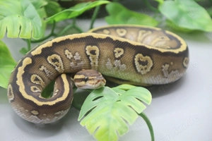 Königspython 1.0 Orbit Mojave 100% het. Clown pos. Yb het. Piebald 2025 