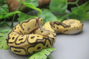 Königspython 1.0 Orange Dream Firefly Clown  2025